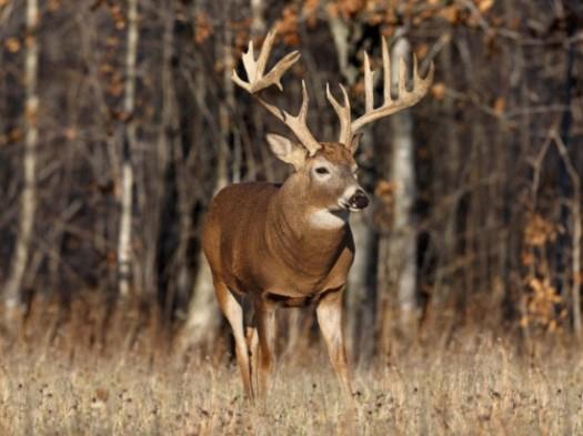 16 Point Whitetail | HuntDrop