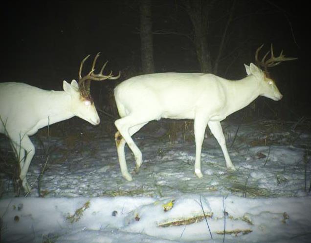 Big Albino Bucks