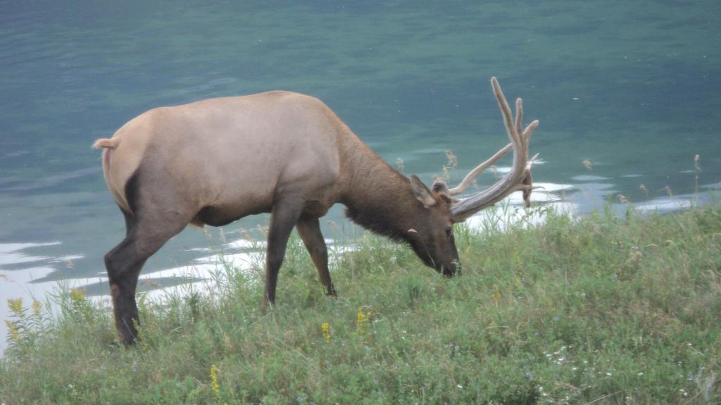Big Elk | Hunting