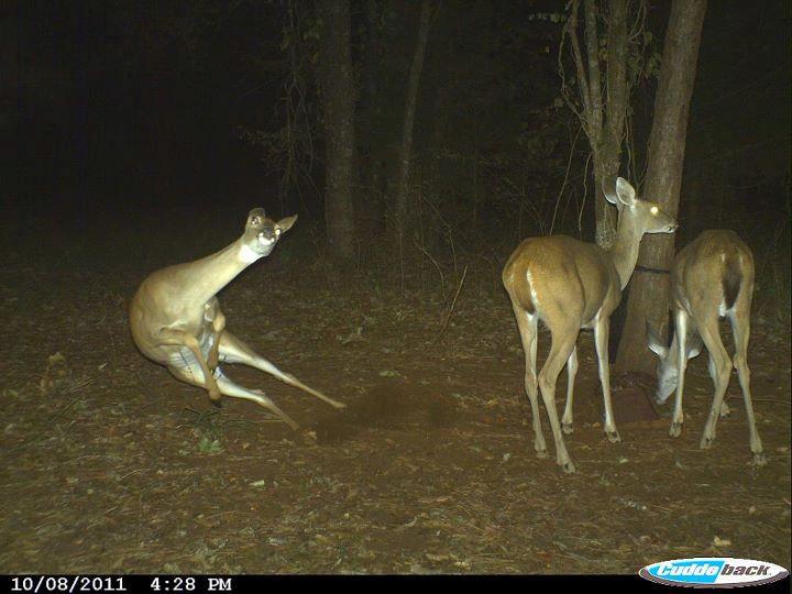 Doe Flipping Out