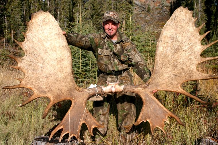 Big Moose Antlers