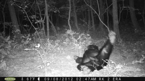 Bear Sleeping in Front of Game Camera for 10 Hours