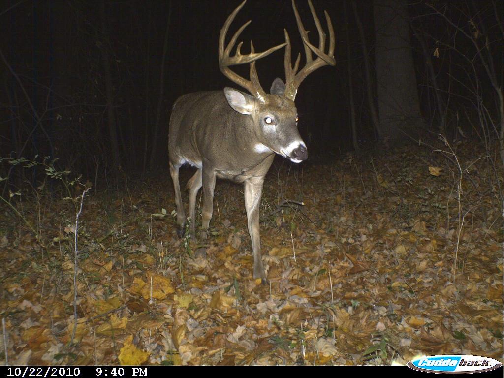 Big Tall Rack with Nice Tine Length on this Ohio Buck, Ohio Hunting