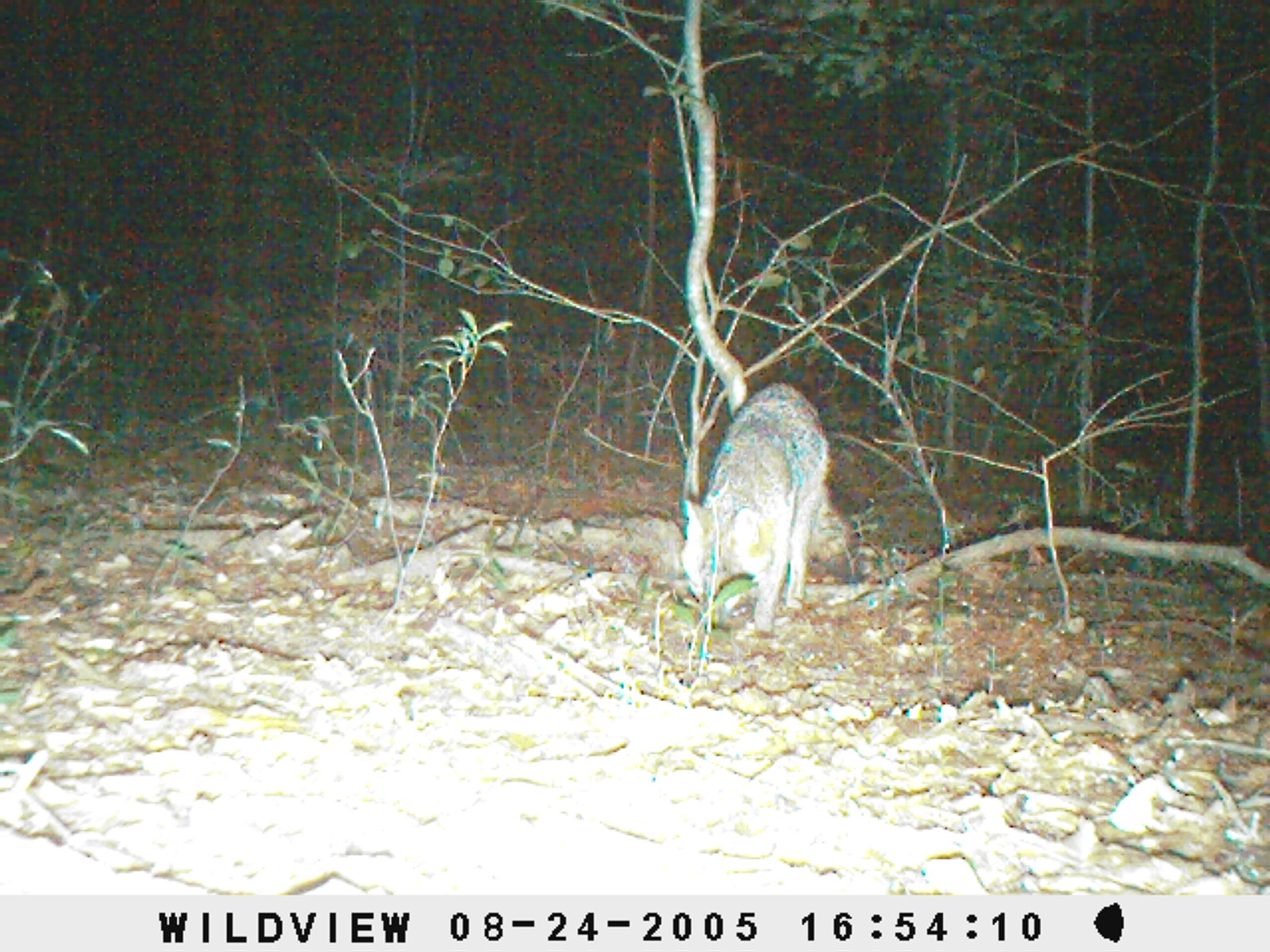 Fox on Gamecam Dublin, GA, Dublin, Hunting