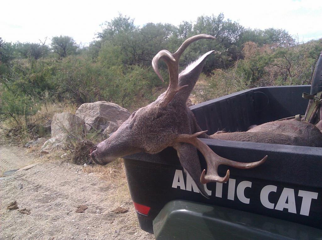 Arizona Coues Deer