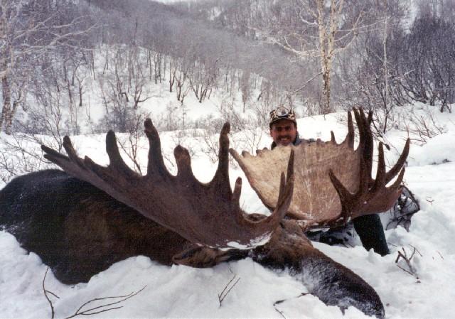 How large was the biggest moose ever?