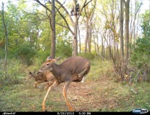 best security trail camera on The Best Hunting Photos and Videos | HuntDrop