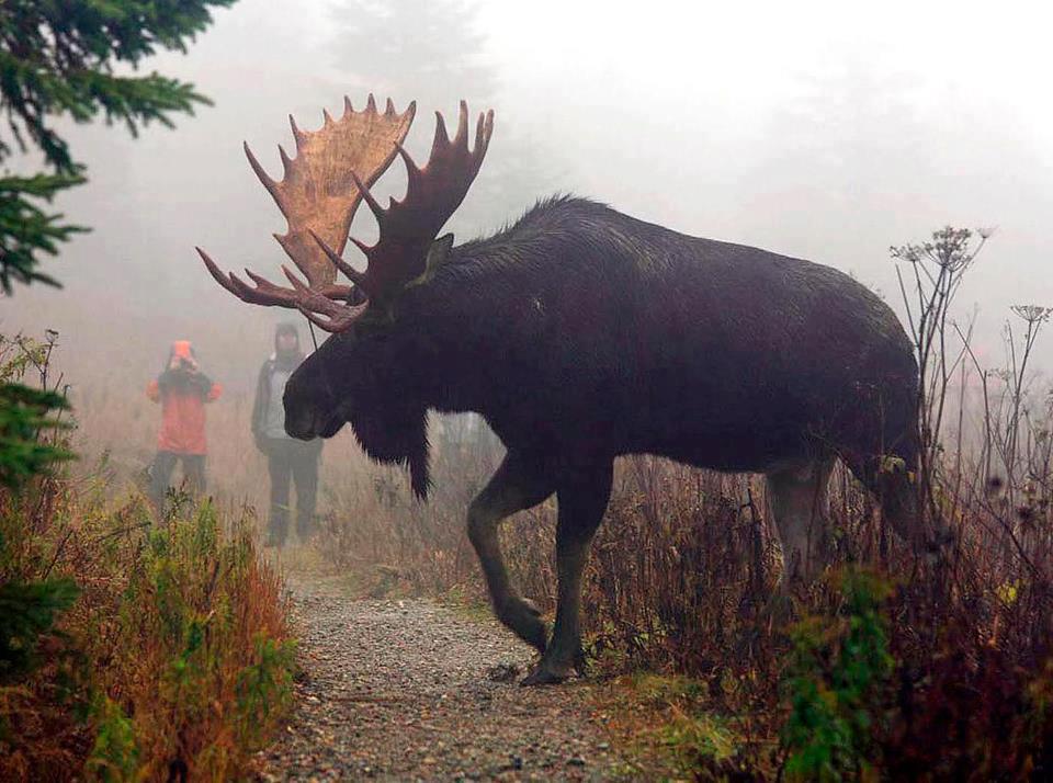 biggest-moose-i-ve-ever-seen-hunting