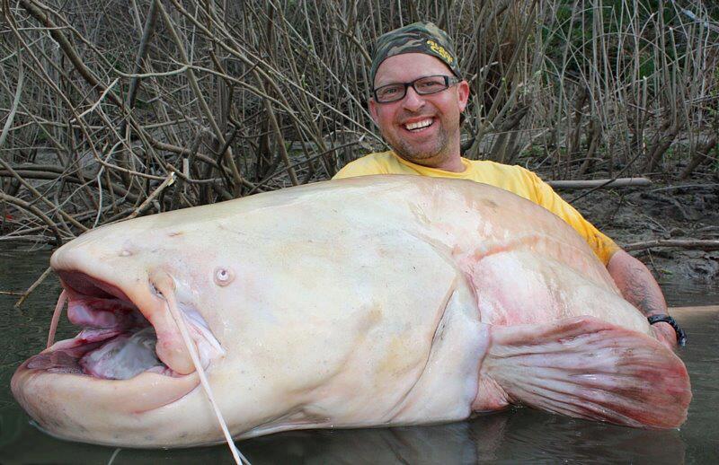 Huge White Catfish