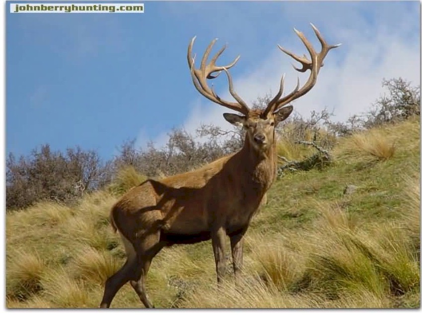 Red Stag Slots