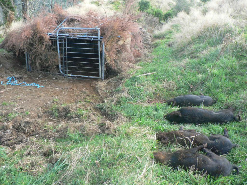 Pig Trapping, New Zealand | Hunting
