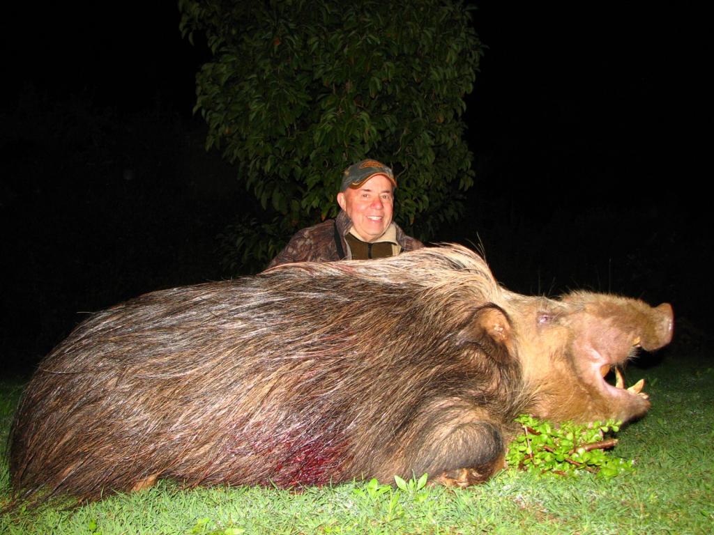 90.5kg bush pig. 