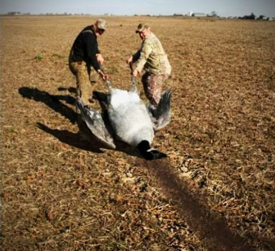 Something Funny About This Goose | Hunting