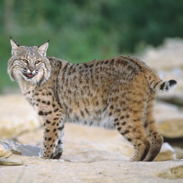 bobcat from minnesota | Hunting