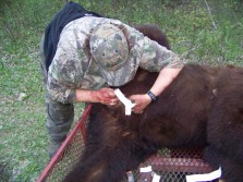 First Saskatchewan black bear hunt.