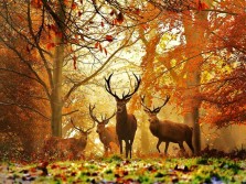 Photography of Stag in The Morning