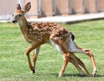 6 Legged Deer