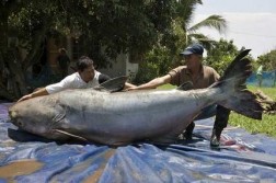 646 pound catfish?