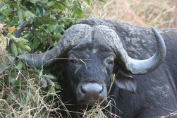 Africa's Big 6- Cape Buffalo