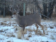 Alberta Deer part 2