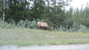 Another Elk