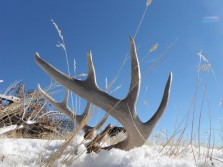 Antlers in the Snow
