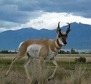 Awesome antelope