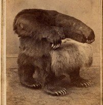 Bear Chair: A Chair Made of a Bear