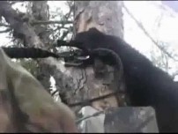 Bear Climbs Tree With Hunter