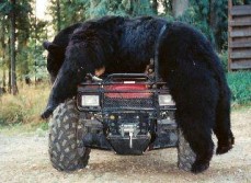 Bear on a ATV
