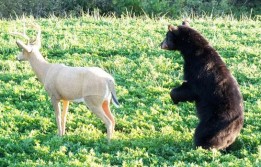 Bear takes on target.