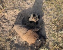 Bear vs Buffalo: What happend here?