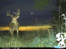 Big Buck in the Moonlight