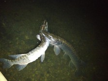 Big Northern Pike Biting Off More Than He Can Chew