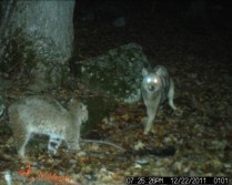 Bobcat and coyote square off.