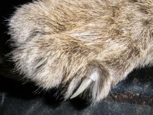 Bobcat's Paw