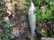 big trout