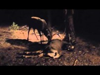 Buck Attacks Dead Buck