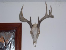buck skull i found in 2012