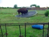 Buffalo jumping on a tramopline