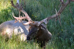 Bull Elk Shedding