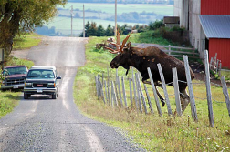 Bull moose jumping fence.