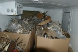 Canadian Man Busted for Antler Trafficking Ring