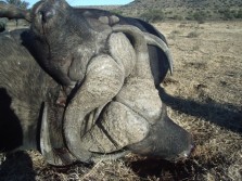 Cape Buffalo Locked Horns