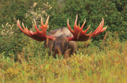 Check out the rack on this moose