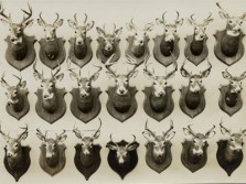 Cool Wall of Deer