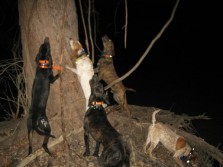 Coon Hunting