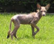 Coyote with some serious mange