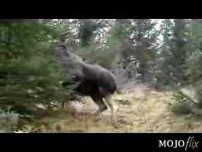 Crazy Moose-Just wait