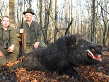 Croatian Wild Boar